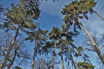 Forêt de pin