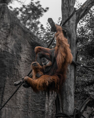 Orang Utan