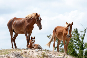Naklejka na ściany i meble Grand Turk Island Horses Family