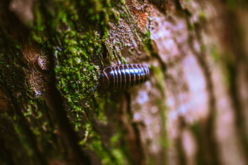 マクロ撮影したダンゴムシ