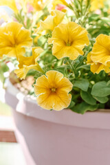 Pot with petunias on the balcony