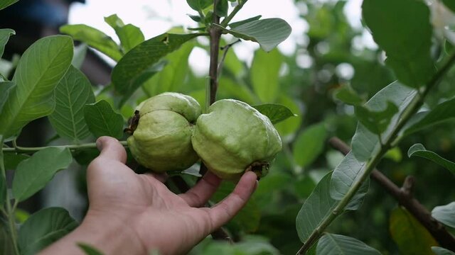Closeup two guava fruits hanging on a branch tree in garden