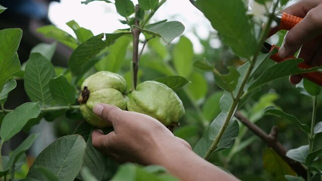Closeup picking guava on the tree in garden