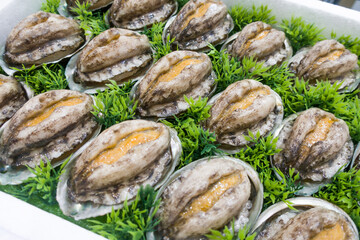 fresh abalone in packing display sell in the market.