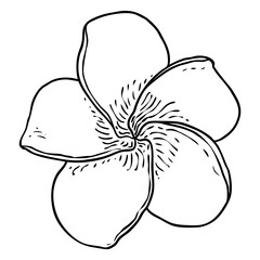 Plumeria or frangipani flowers with petals drawing. Hand drawn line art of decorative exotic tropical flowers, blooming and open buds. Vector.
