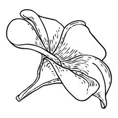 Plumeria or frangipani flowers with petals drawing. Hand drawn line art of decorative exotic tropical flowers, blooming and open buds. Vector.