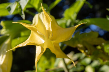 Engelstrompete (Brugmansia). Bl&uuml;te geschlossen, Juli 2021