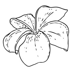 Plumeria flower design. Tropical flower of exotic plant made of real plumeria. Blossom of Hawaiian frangipani with open petals, isolated. Traditional floral welcome decoration. Vector.