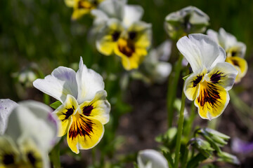 Yellow Viola, violet, saintpaulia flower - summer sunny day photo. European Parks Day - Park Art, Flower Bed and Environment