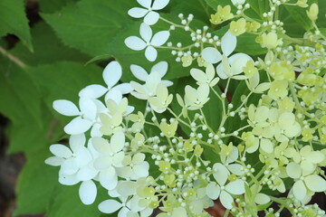 Hydrangea plant with white flowers in the garden 