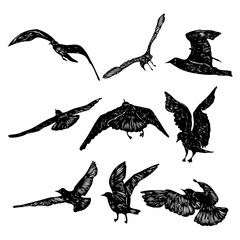 Set of birds flock, flying seagulls, hand drawn textured sketch of sea marine birds. Concept for sail or sailor lifestyle. Vector.