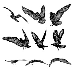 Set of seagulls birds, nautical sailor tattoo sketch. Black stroke of flying sea gull silhouettes on white background. Marine set. Drawings of different shapes of water birds in the flock. Vector.