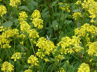 yellow flowers in spring with butterfly