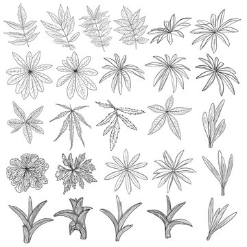 Leaf collection, foliage set. Domestic spring leaves, botanical illustration of hand drawing elements made of real live forest and home plants. Vector.
