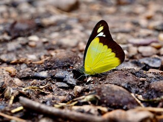 butterfly on a rock