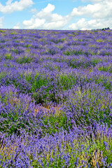 Lavender Field Summer Flowers Cotwolds Gloucestershire England