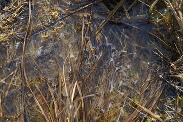 Fototapeta na wymiar Background from frozen water and dry grass.