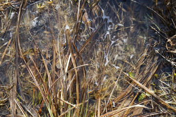 Fototapeta na wymiar Background from frozen water and dry grass.