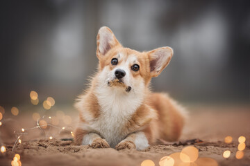 Cute red welsh corgi pembroke puppy lying among the burning lights on a sandy beach against the...