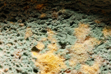 Moldy surface . Macro of Penicillium italicum