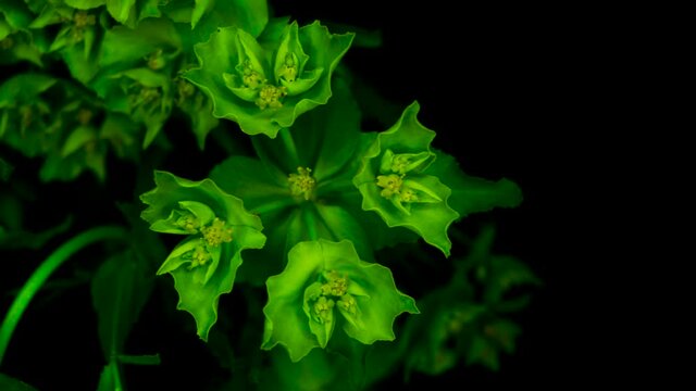 Euphorbia helioscopia, lecherula, lechetrezna girasol, pichoga o tornagallos in black background