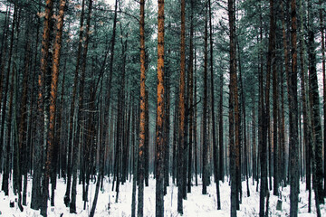 forest in winter