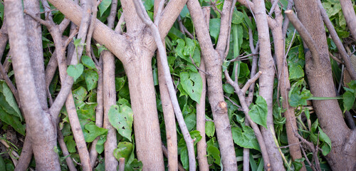 branches and trunks of trees
