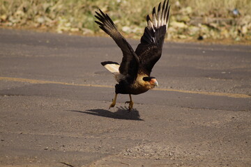 eagle in flight