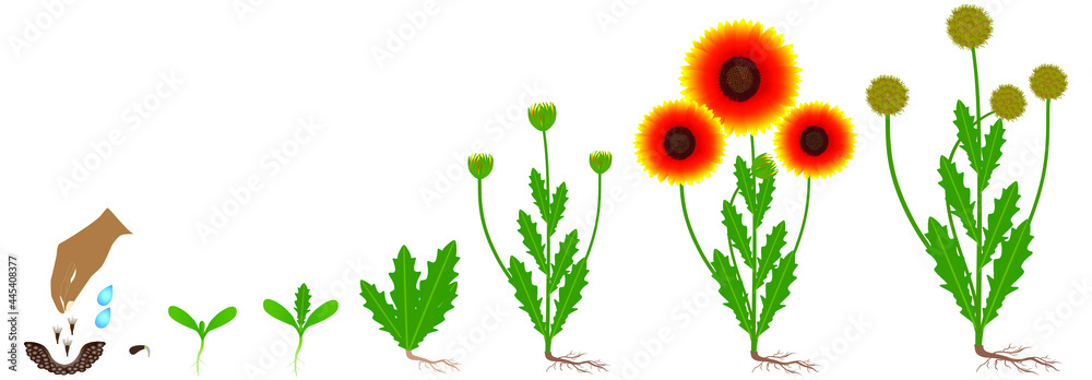 Wall mural cycle of growth of a gaillardia flowers isolated on a white.