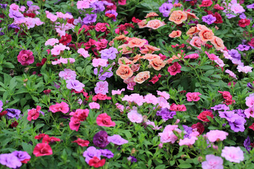 Obraz premium Blooming million bells in sunny July