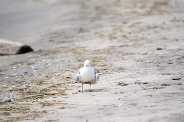 A seagull on a beach.