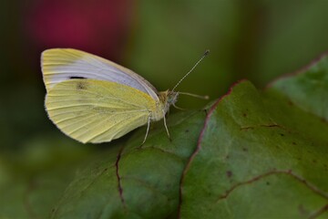 Pieris rapae - cabbage white butterfly on a beetroot leaf as a close up