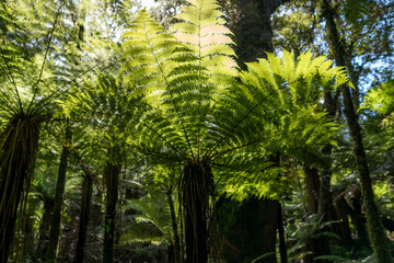 Untouched native forest with unique vegetation. West Coast, South Island, New Zealand.
