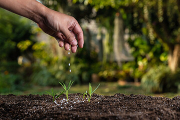 Farmer giving granulated fertilizer to young seedling sprout plants. - obrazy, fototapety, plakaty