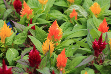 Blooming cockscomb in sunny July