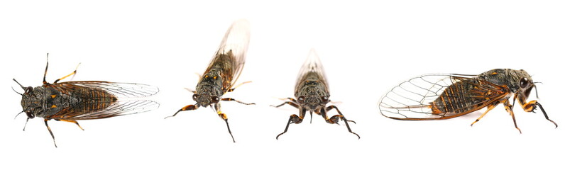 Fototapeta premium Set Cicadetta montana or New Forest Cicada isolated on white background
