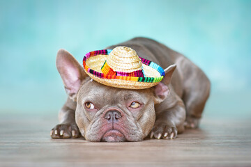 Funny French Bulldog dog with summer straw hat lying down in front of blue wall