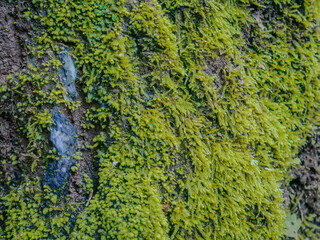Green moss on the stone