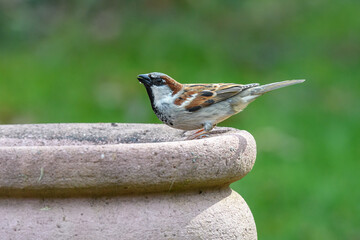 Spatz in der Vogeltränke