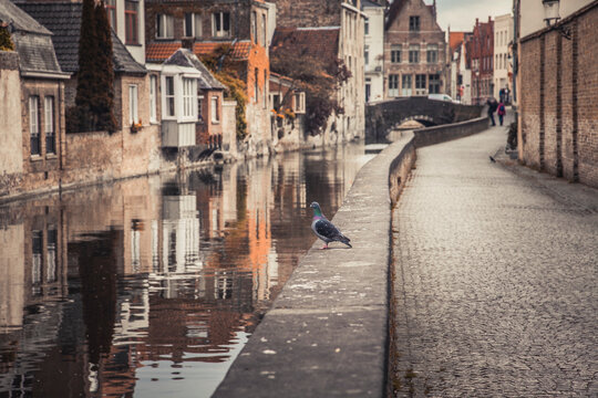 Belgium, West Flanders, Bruges, Pigeon standing at edge of city canal