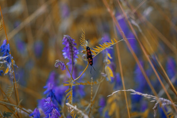 colorful meadow flowers before sunset