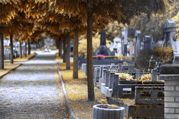 gold cemetery alley at sunset