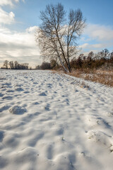 Winter landscape in the Dutch province of Noord-Brabant. The silhouette of a bare and crooked tree...
