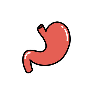 human stomach doodle icon, vector color line illustration