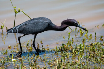 Little Blue Heron