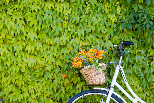 Bicycle with basket of freesia flowers in front of green ivy wall