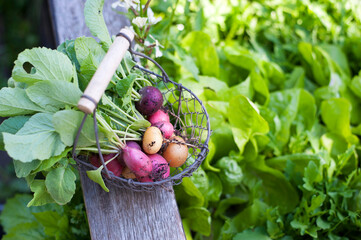Fresh radishes in metal basket at self sufficient garden