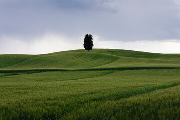 Green grassland in spring with lone tree in background