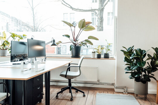 Plants by window and desk in office