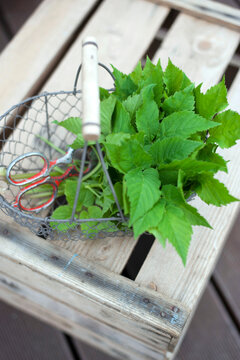 Fresh edible green leaves with scissor in metal basket on wooden crate